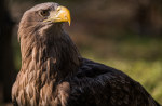 Golden eagle